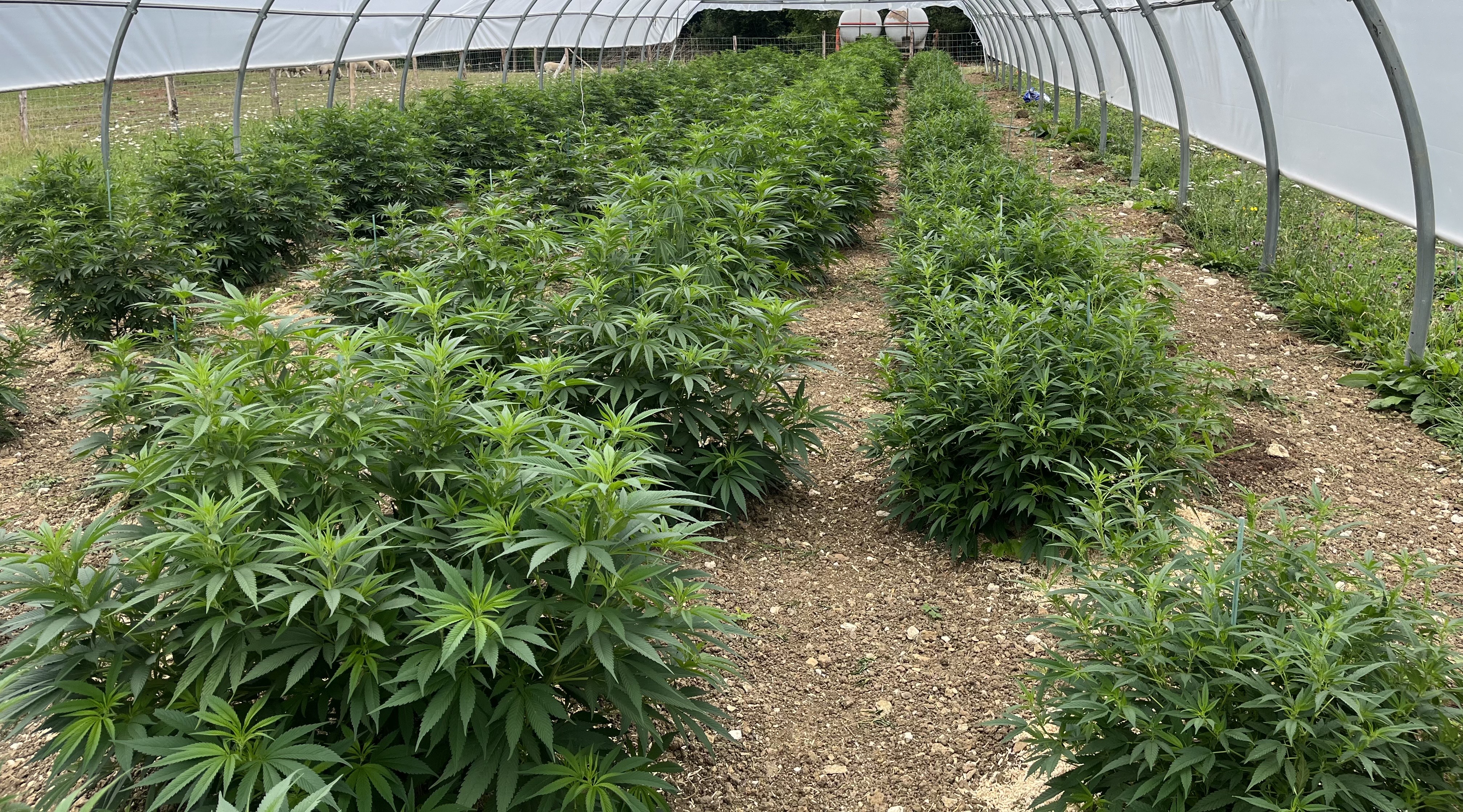Bel'Weed - Photo 1