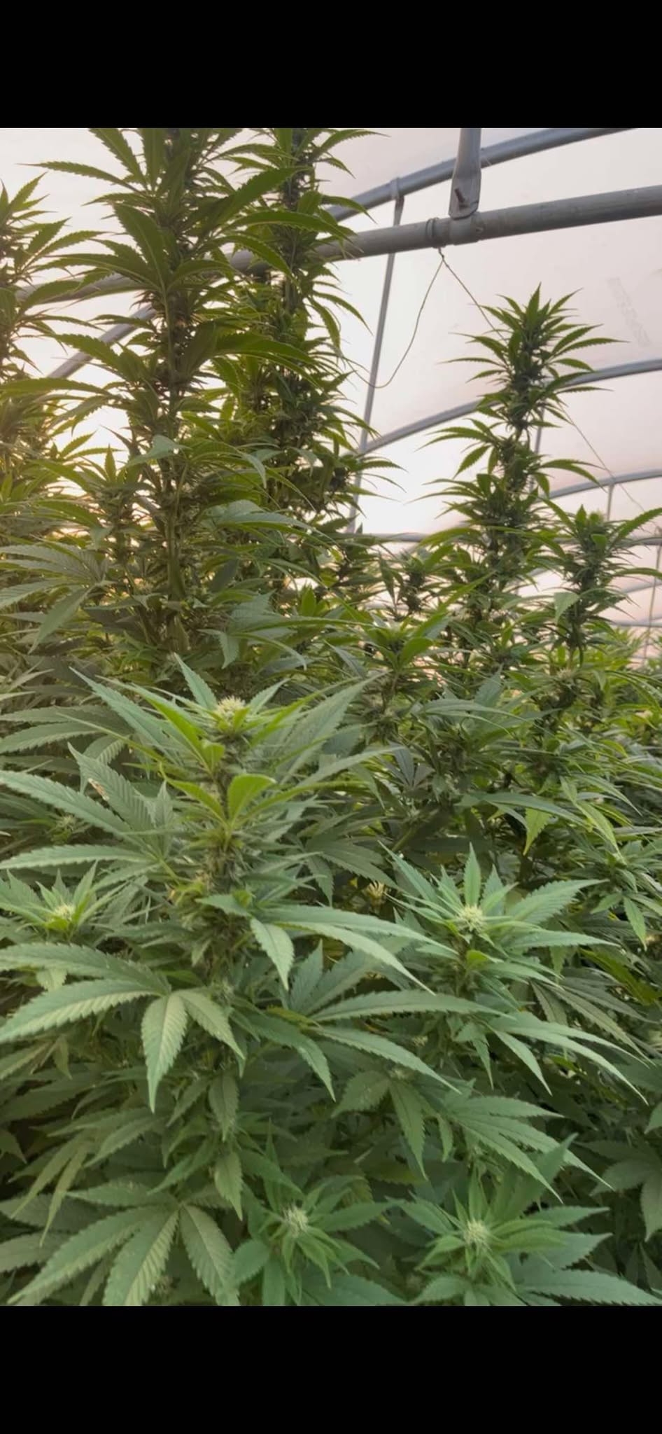 Bel'Weed - Photo 2