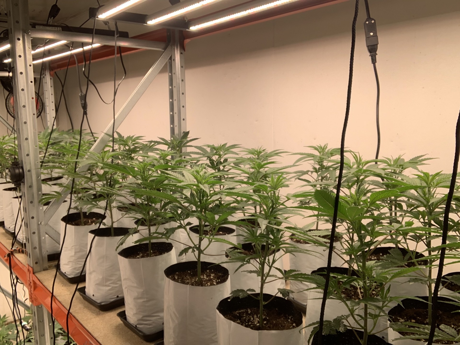 Bel'Weed - Photo 3