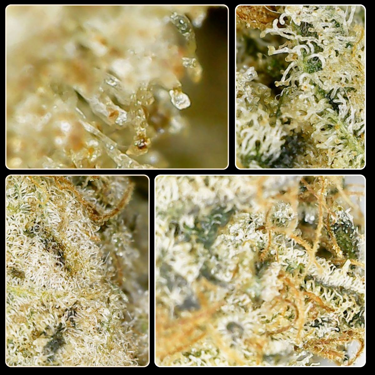 Bel'Weed - Photo 7