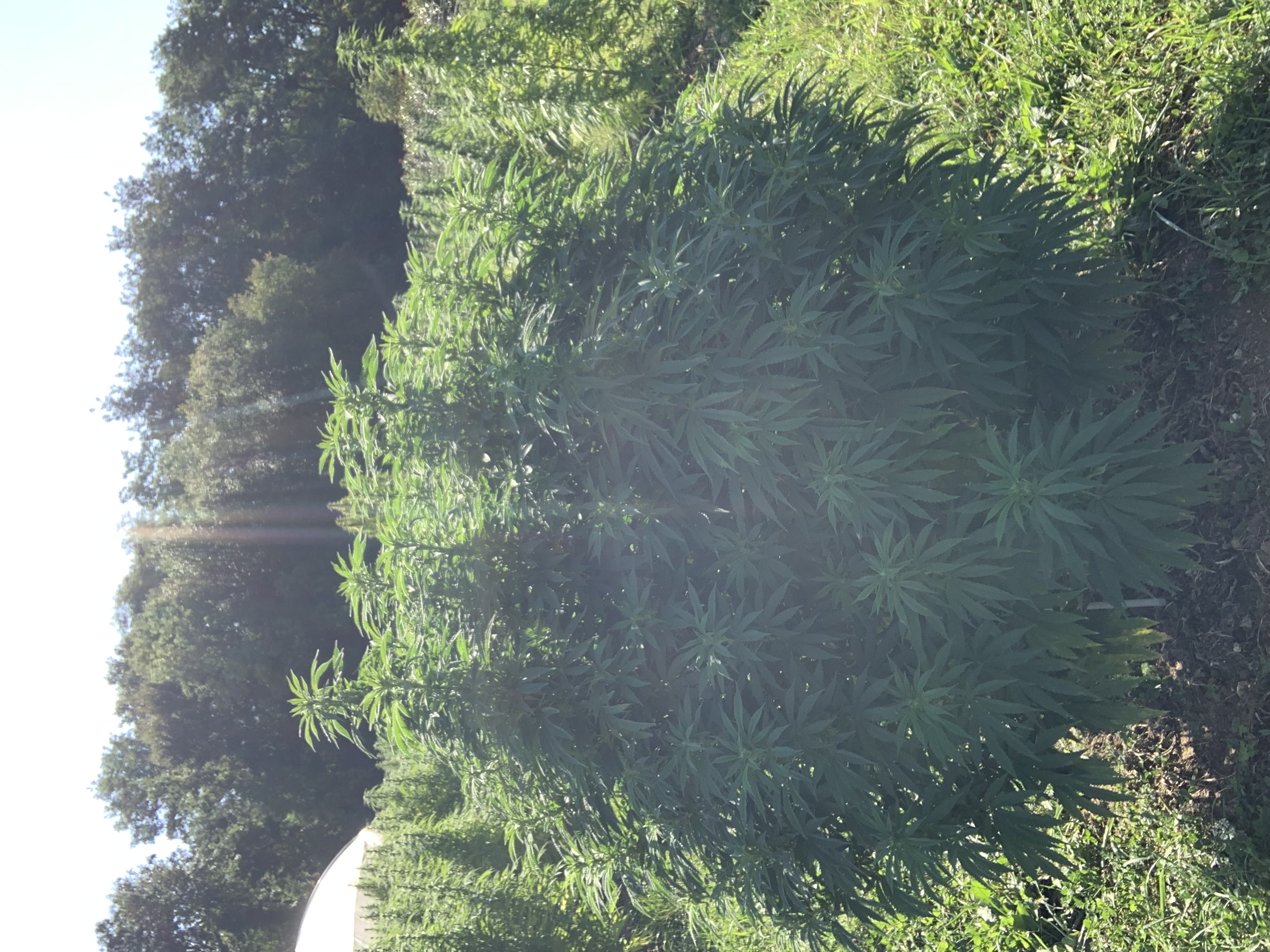 Bel'Weed - Photo 8