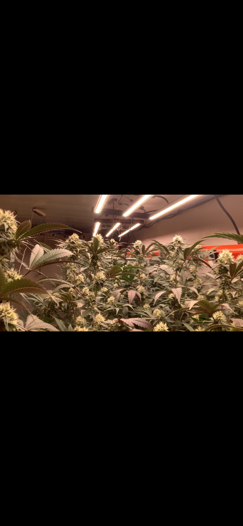Bel'Weed - Photo 11