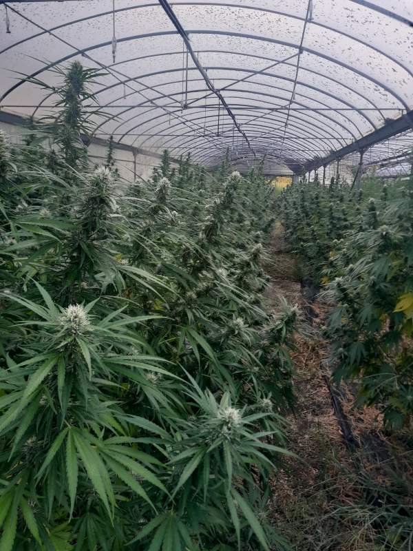 CANNAKI - Photo 8