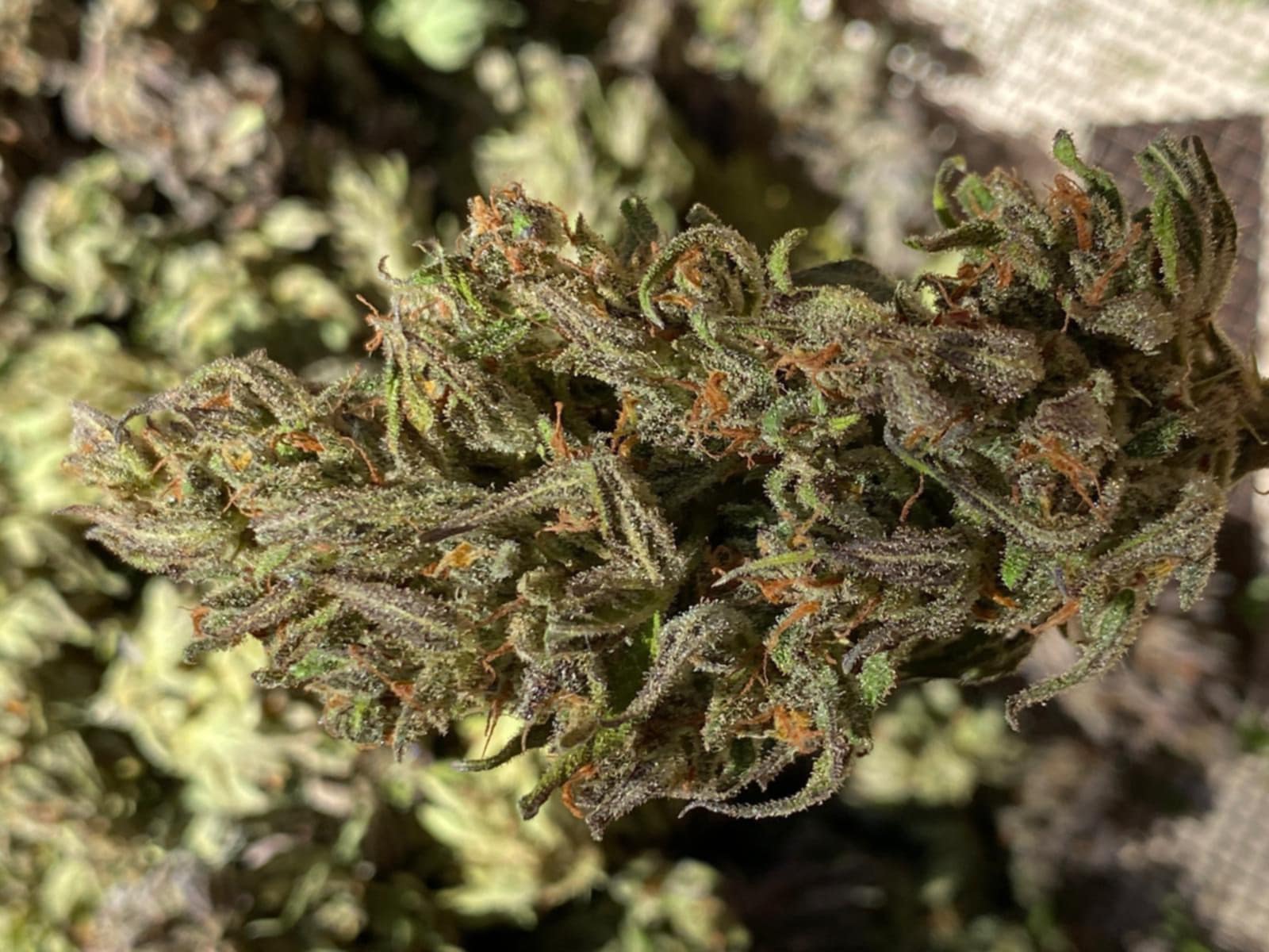 CBD DES CIMES - Photo 9
