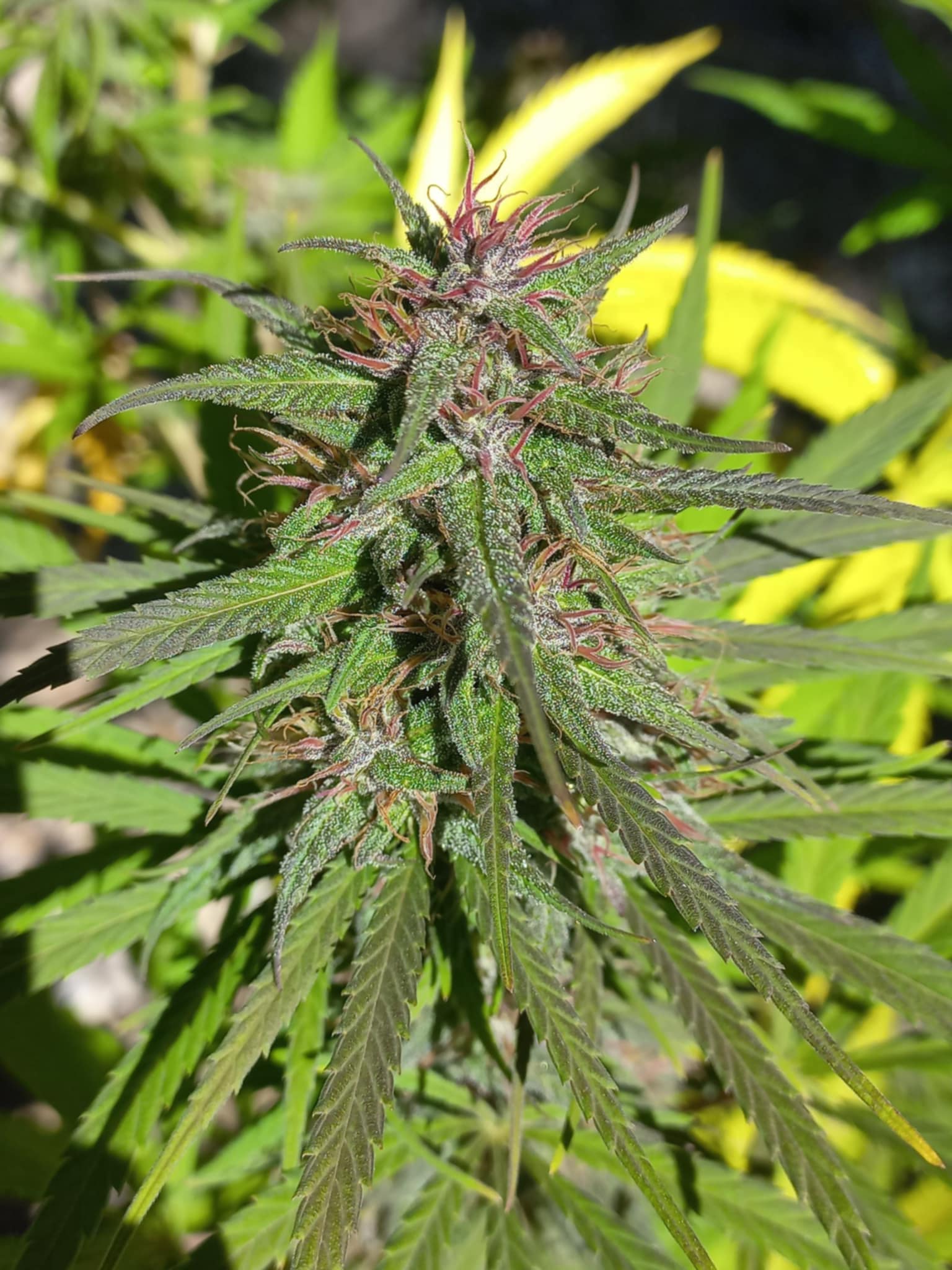 CBD DES CIMES - Photo 11