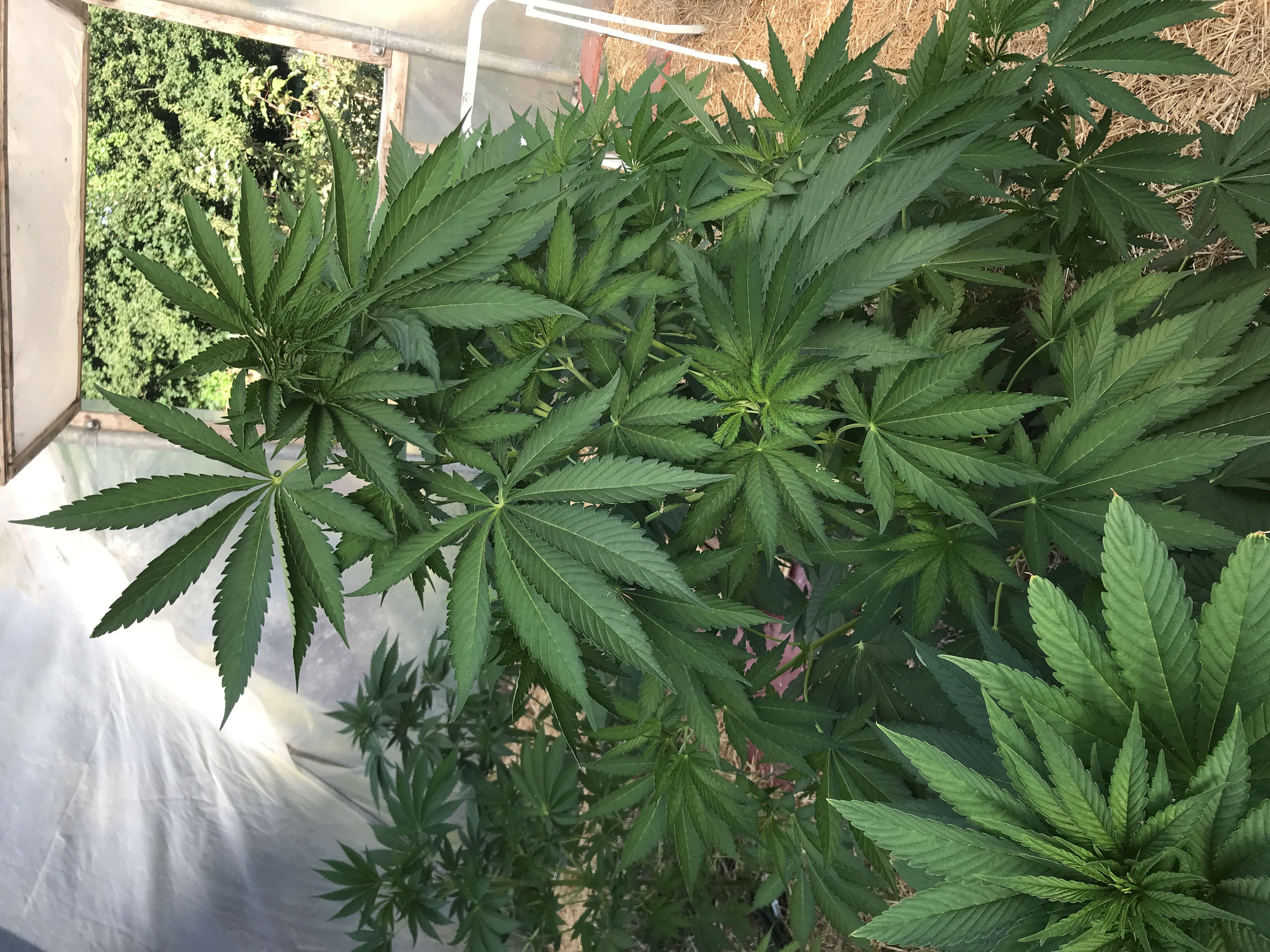Les plantes de Kergoff et La ferme d’un Nectar - Photo 1