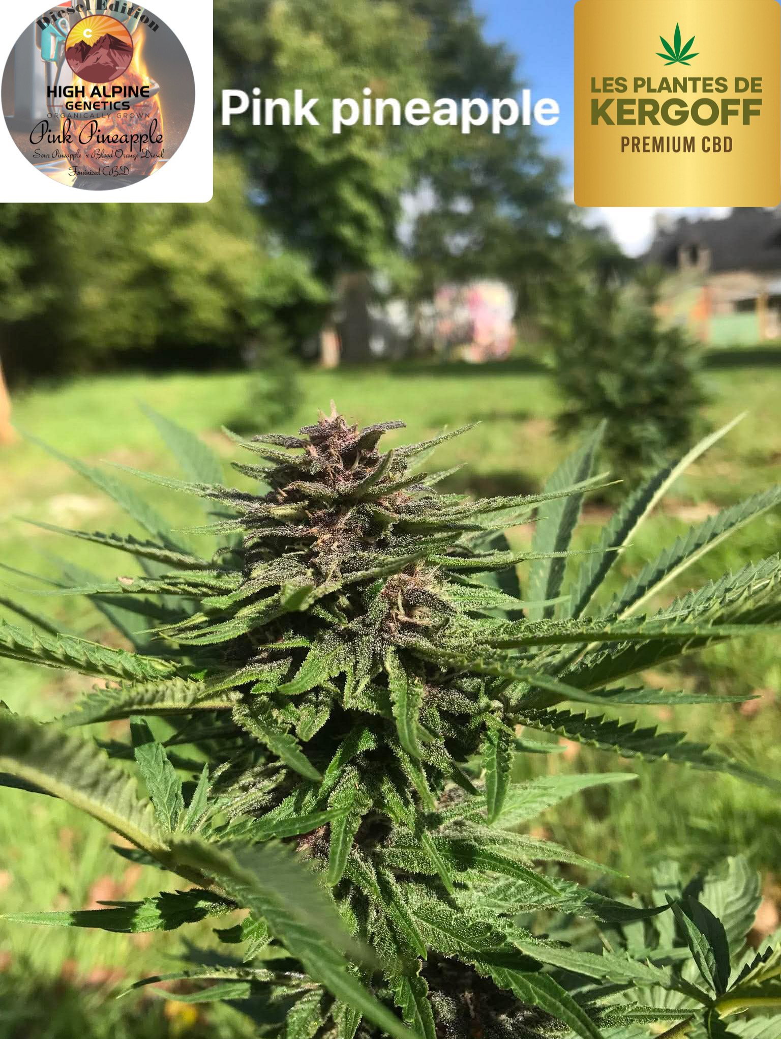 Les plantes de Kergoff et La ferme d’un Nectar - Photo 2