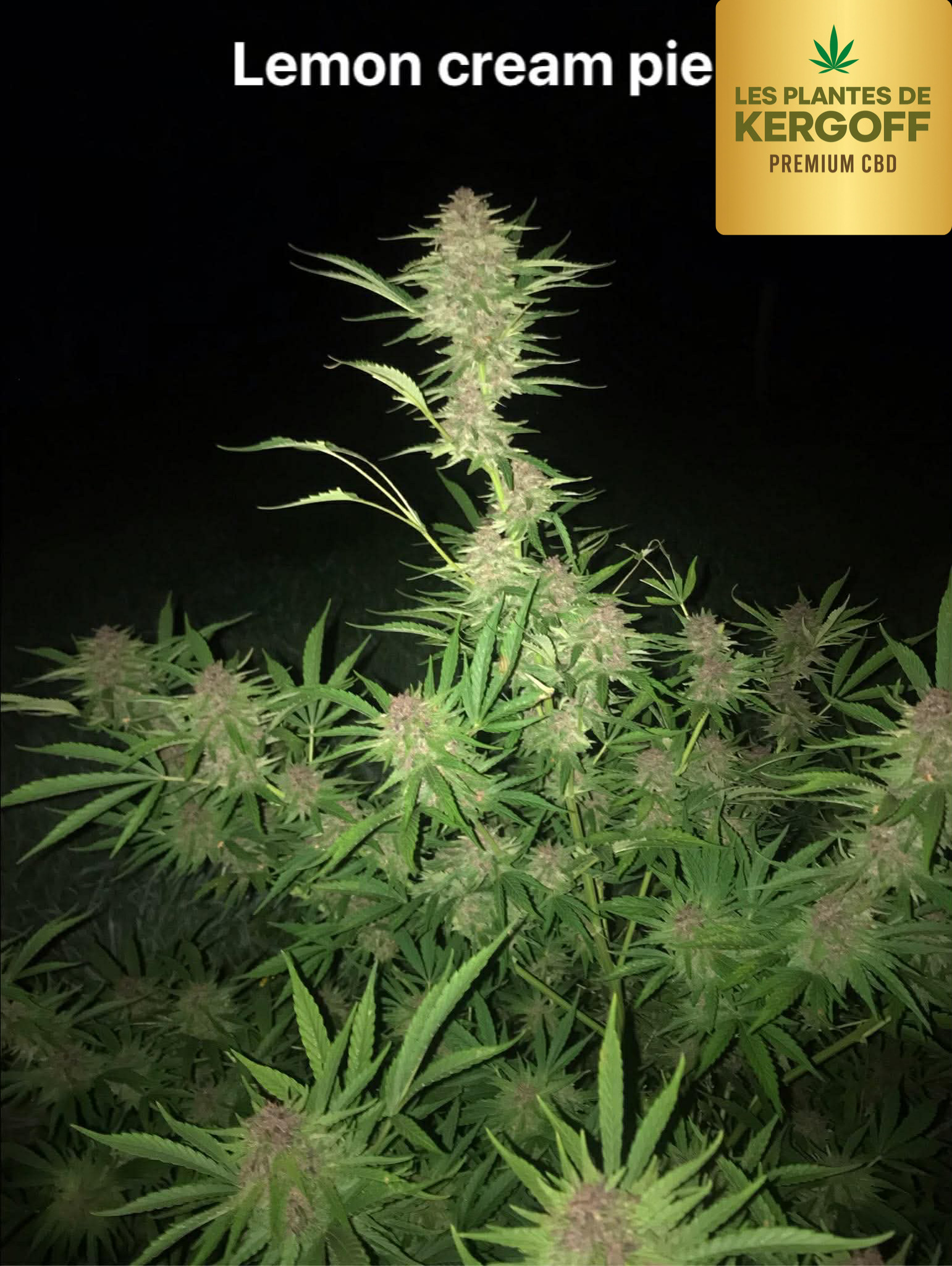 Les plantes de Kergoff et La ferme d’un Nectar - Photo 3