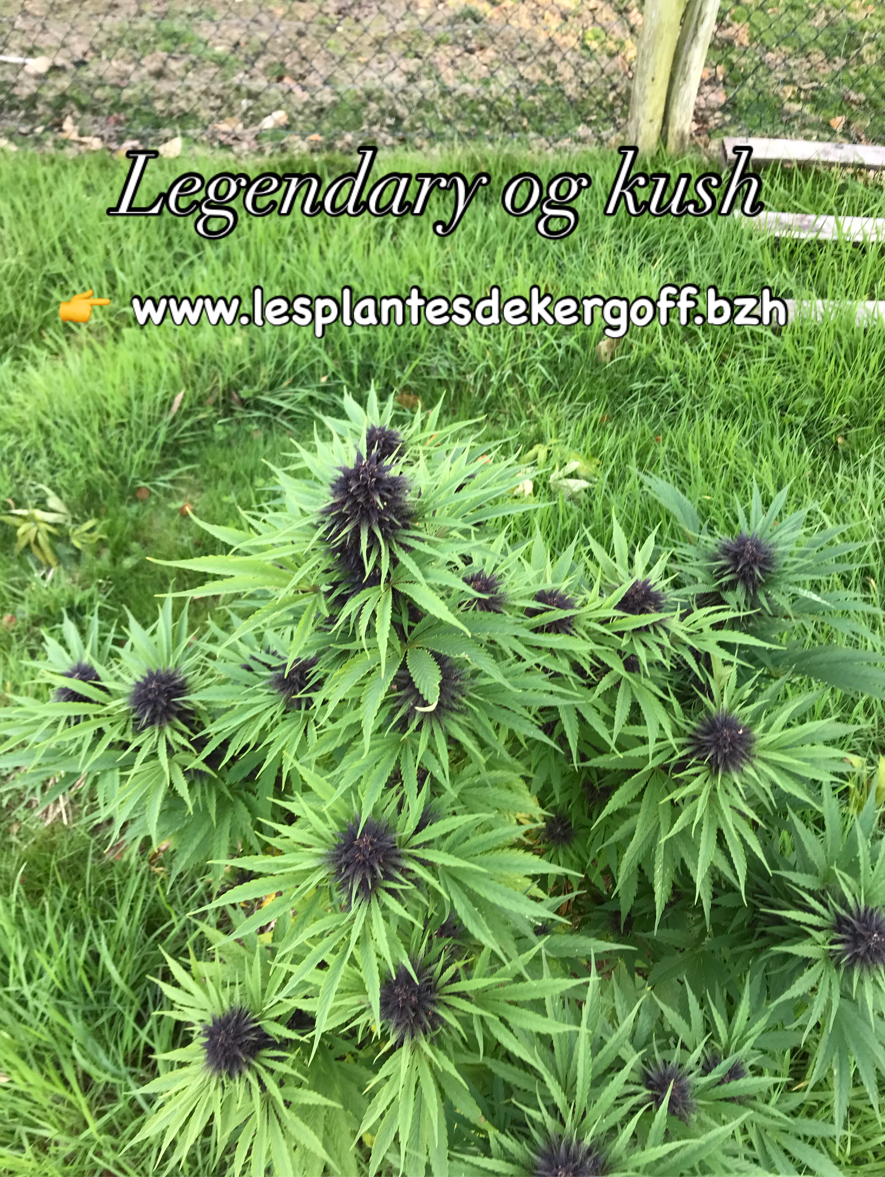 Les plantes de Kergoff et La ferme d’un Nectar - Photo 5