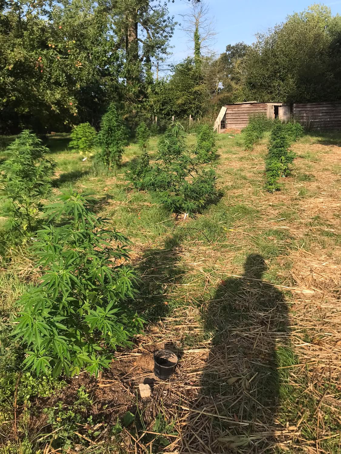 Les plantes de Kergoff et La ferme d’un Nectar - Photo 6