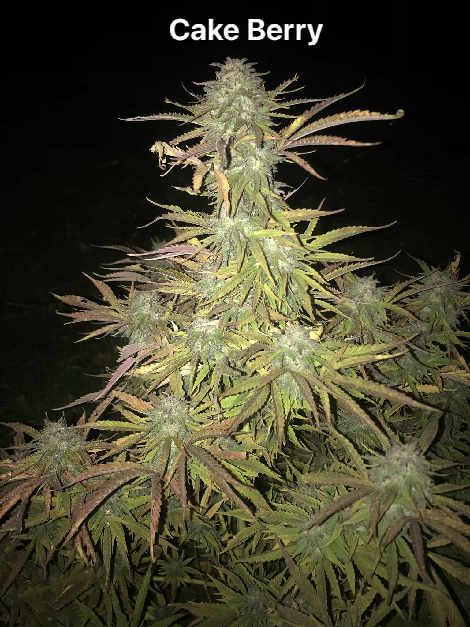 Les plantes de Kergoff et La ferme d’un Nectar - Photo 7