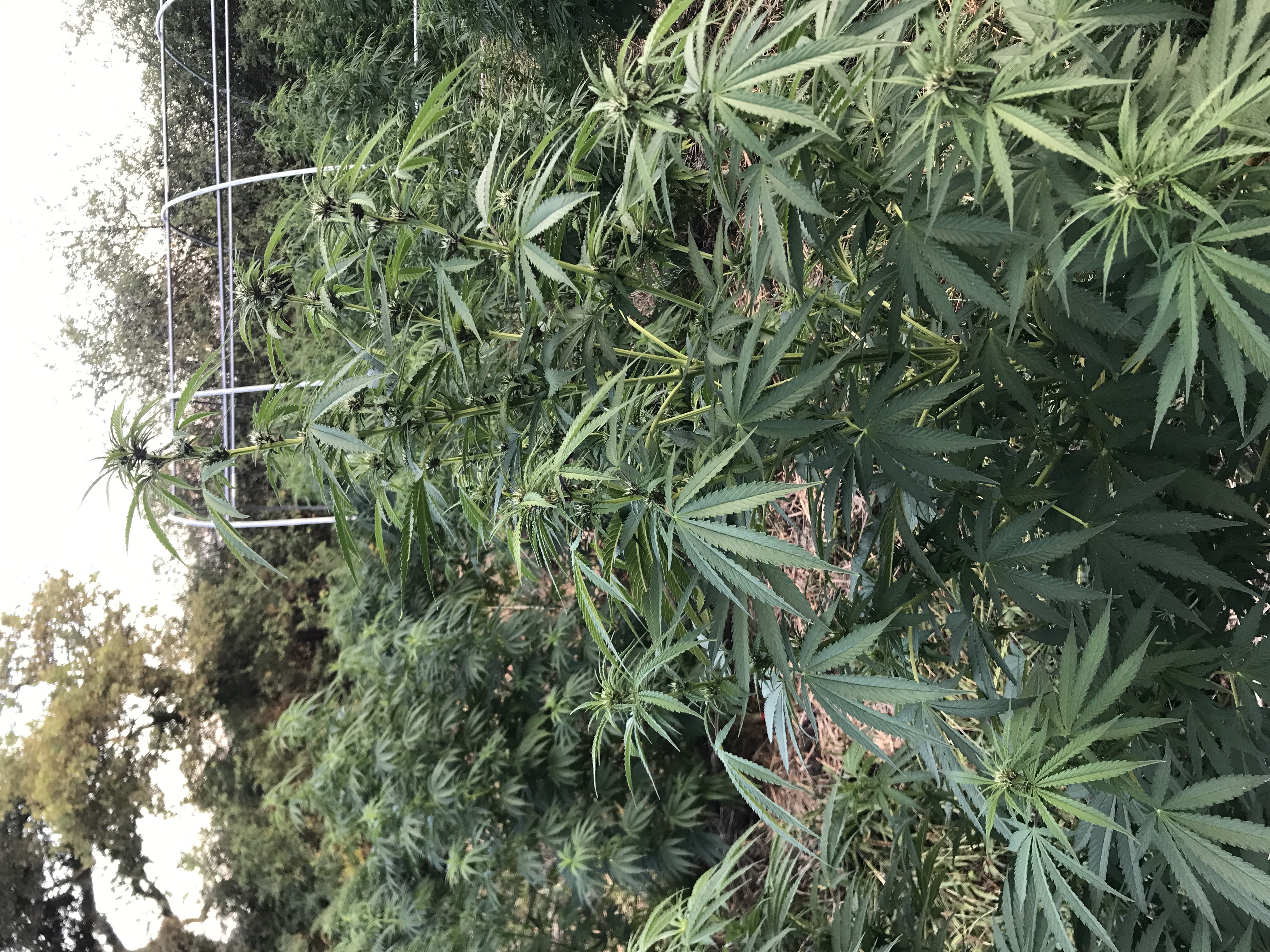 Les plantes de Kergoff et La ferme d’un Nectar - Photo 8